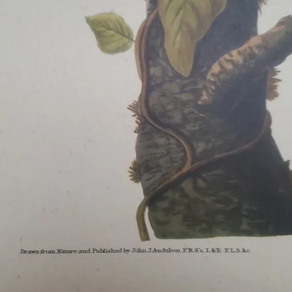 JOHN JAMES AUDUBON (1785-1851) "Columbia Jay, No. 20” Print 1948 - Picture 8 of 11